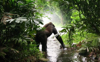 3-Day Gorilla trekking itinerary