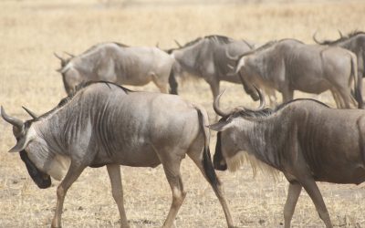 Experience one of the Seven Modern Wonders of the world: The Great Wildebeest Migration